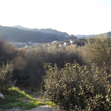 Luce Stellata *