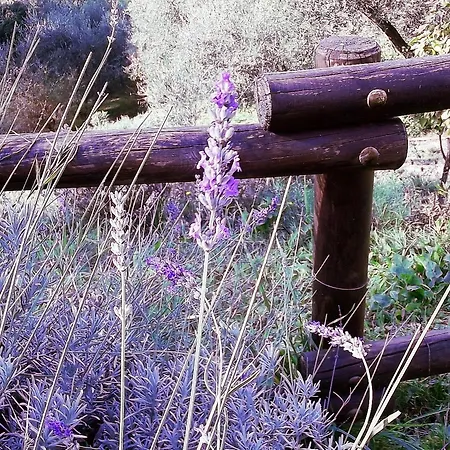 Luce Stellata * Serralta